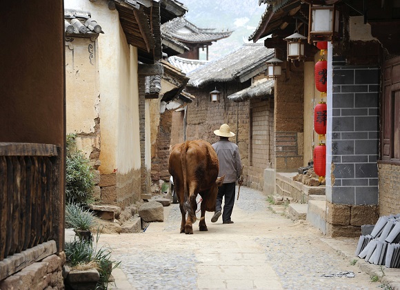 A Cattle herders in Shaxi