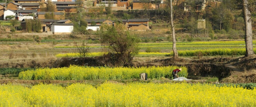 Shaxi Rape Flower