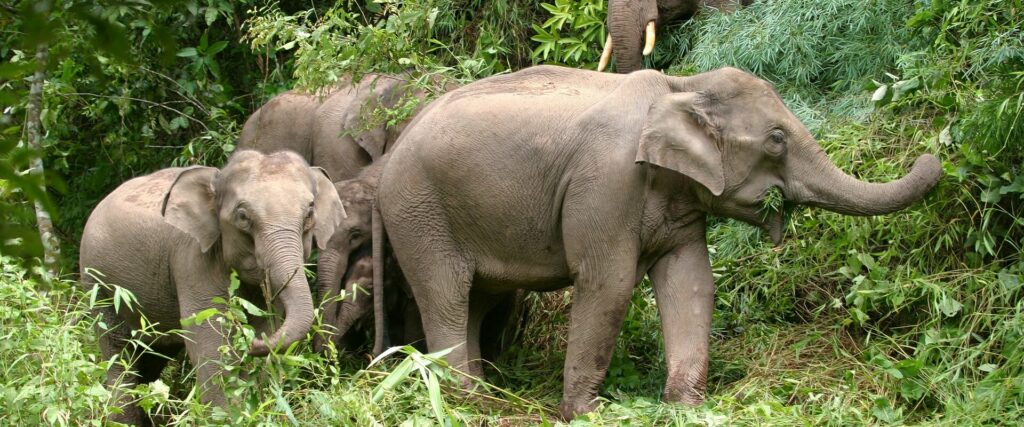 Yunnan Xishuangbanna Wild Elephant Valley