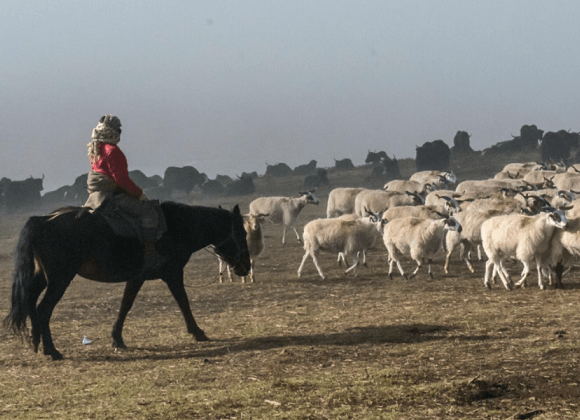 A shepherd herding his flock