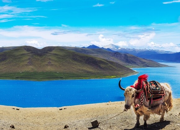 Tibet Yamdrok Lake