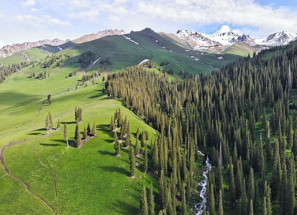 Xinjiang Forest