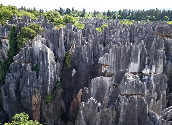 The Stone Forest