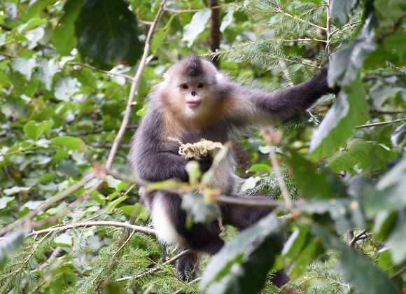 Yunnan Rhinopithecus bieti