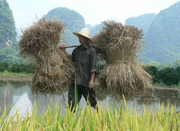 A farmer working the land