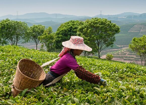 The Pu-erh Tea Mountains