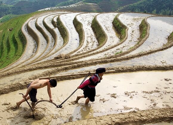 People working in the fields