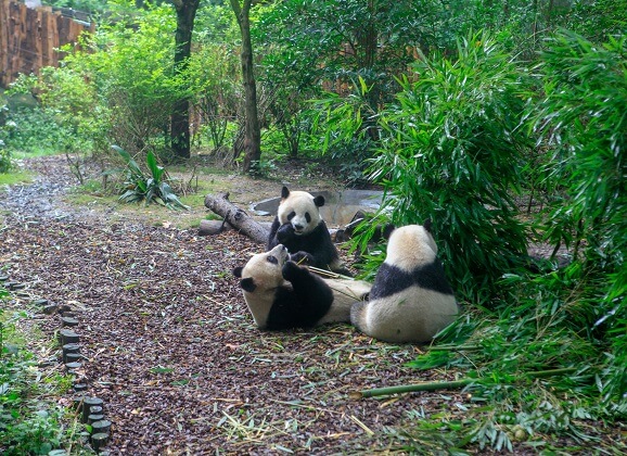 The panda on the grass