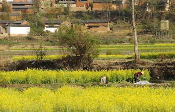 Shaxi Rape Flower