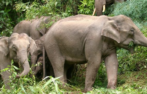 Yunnan Xishuangbanna Wild Elephant Valley